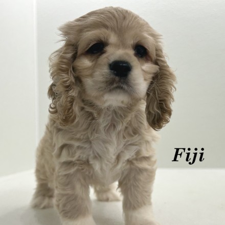 puppy, for, sale, Cocker Spaniel, Joe & Cherri  Overlease, dog, breeder, Miller, MO, dog-breeder, puppy-for-sale, forsale, nearby, find, puppyfind, locator, puppylocator, aca